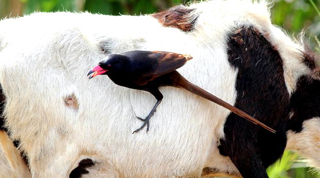 Magpies sunt toate despre aceste păsări întreg