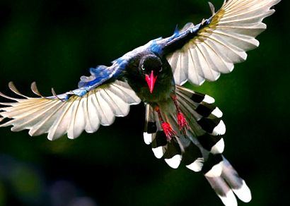 Magpies sunt toate despre aceste păsări poiană azurie