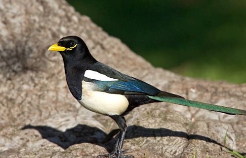 Magpies sunt toate despre aceste păsări poiană azurie