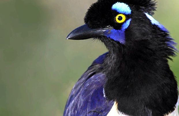 Jays lumini de pădure ultramarine sclipire