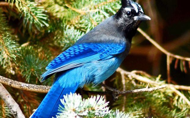 Jays lumini de pădure ultramarine jay Cyanocorax