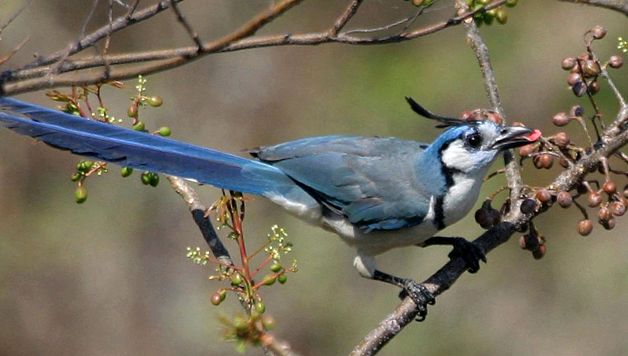 Jays lumini de pădure ultramarine jay Cyanocorax
