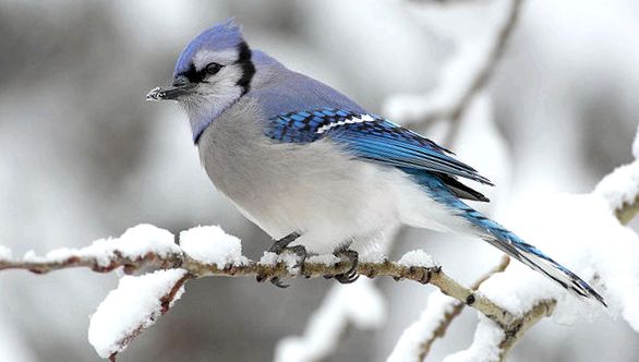 Jays lumini de pădure ultramarine sclipire