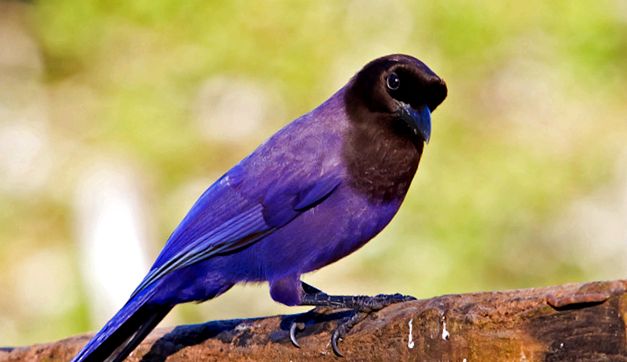 Jays lumini de pădure ultramarine jay Cyanocorax