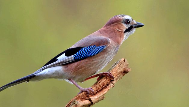 Jays lumini de pădure ultramarine Jay multicolor