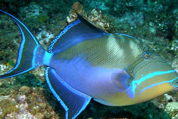 Enciclopedia animalelor Spinoceros spinii tăi