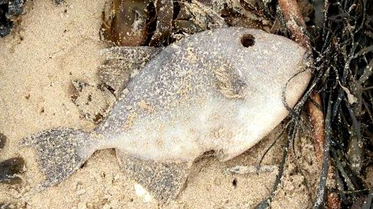 Enciclopedia animalelor Spinoceros specia poate