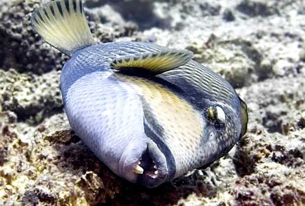 Enciclopedia animalelor Spinoceros specia poate