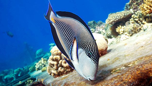 Enciclopedia animalelor Spinoceros spinii tăi