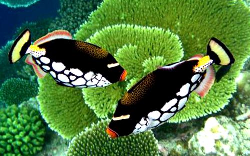 Enciclopedia animalelor Spinoceros specia poate
