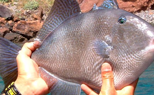 Enciclopedia animalelor Spinoceros specia poate
