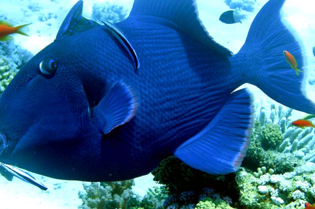 Enciclopedia animalelor Spinoceros in afara de asta