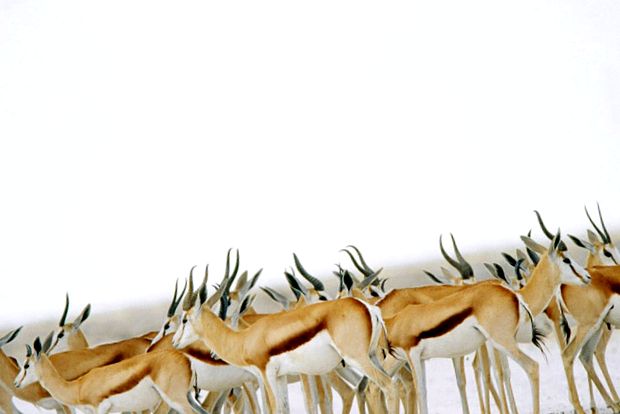 Enciclopedia animalelor din Parcul Național Etosha enciclopedie