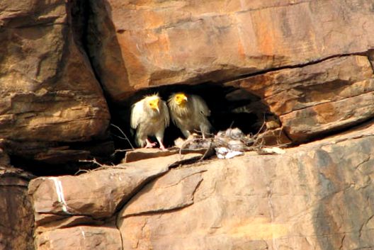 Vultures Animal Encyclopedia enciclopedie