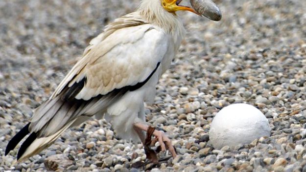 Vultures Animal Encyclopedia vultur brun