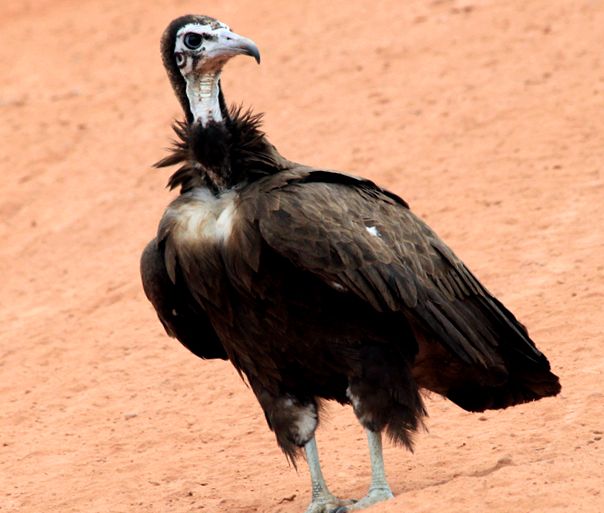 Vultures Animal Encyclopedia enciclopedie