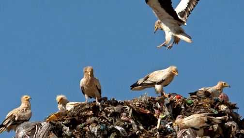 Vultures Animal Encyclopedia animal