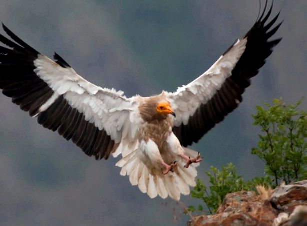 Vultures Animal Encyclopedia vultur brun