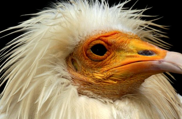 Vultures Animal Encyclopedia vultur