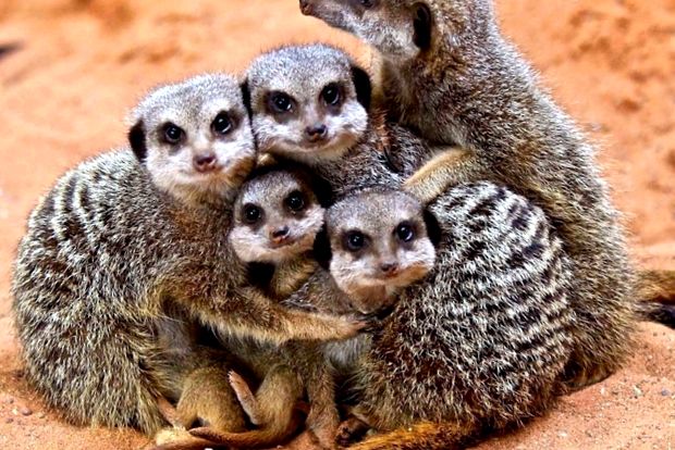 Enciclopedia animalelor Meerkat animal