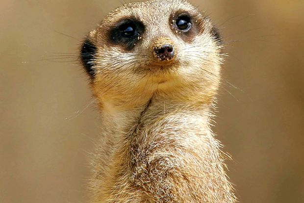 Enciclopedia animalelor Meerkat in afara de asta