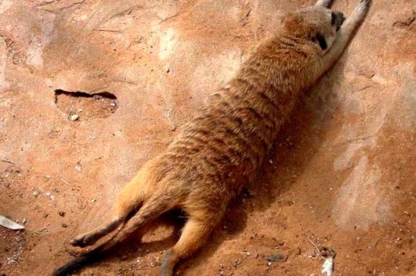 Enciclopedia animalelor Meerkat enciclopedie