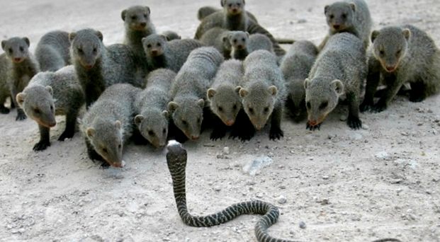 Enciclopedia animalelor Meerkat suricat