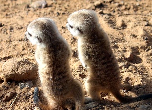 Enciclopedia animalelor Meerkat enciclopedie