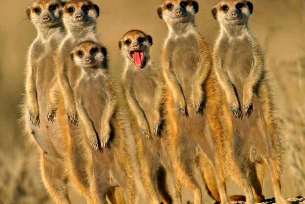 Enciclopedia animalelor Meerkat enciclopedie