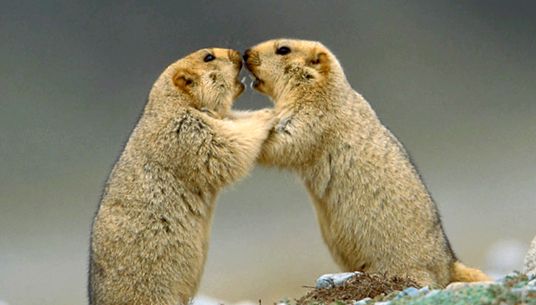 Marmotele sunt cele mai mari căprioare din lumea animalelor marmotă