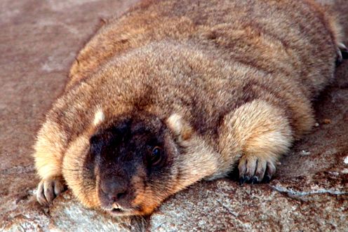 Marmotele sunt cele mai mari căprioare din lumea animalelor animal