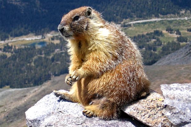 Marmotele sunt cele mai mari căprioare din lumea animalelor animal