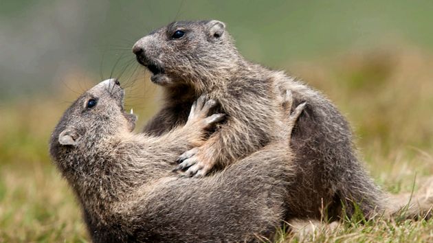 Marmotele sunt cele mai mari căprioare din lumea animalelor animal