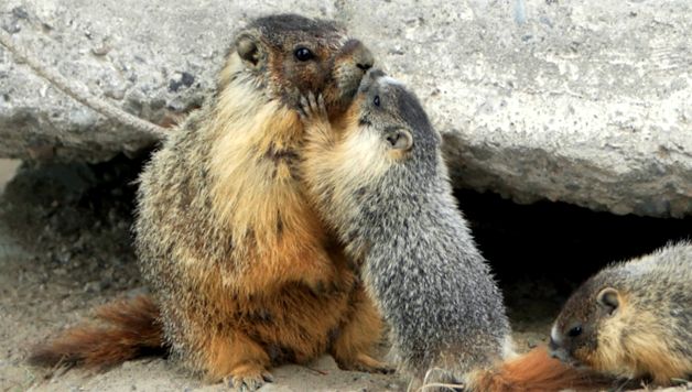 Marmotele sunt cele mai mari căprioare din lumea animalelor cel mai