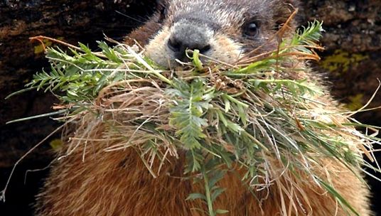 Marmotele sunt cele mai mari căprioare din lumea animalelor cel mai