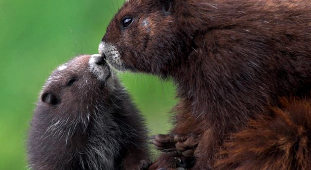 Marmotele sunt cele mai mari căprioare din lumea animalelor somnoros