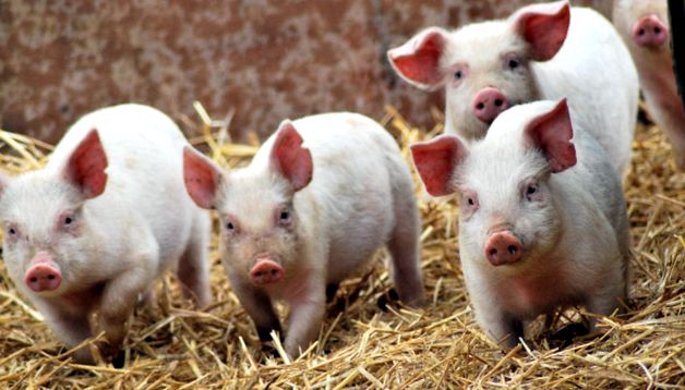 Enciclopedia Animalelor Porci animale de companie