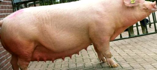 Enciclopedia Animalelor Porci animal