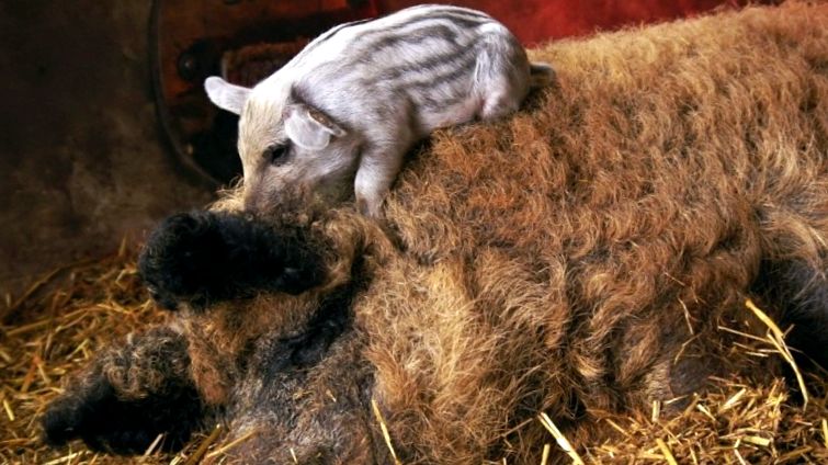 Enciclopedia Animalelor Porci aceste animale