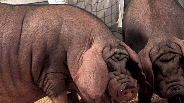 Enciclopedia Animalelor Porci aceste animale