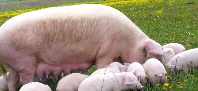 Enciclopedia Animalelor Porci porc