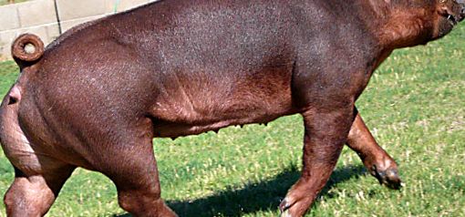 Enciclopedia Animalelor Porci enciclopedie