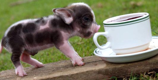 Enciclopedia Animalelor Porci porc