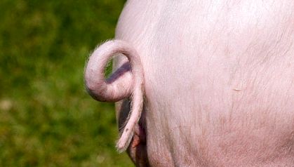 Enciclopedia Animalelor Porci aceste animale