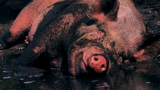 Enciclopedia Animalelor Porci enciclopedie