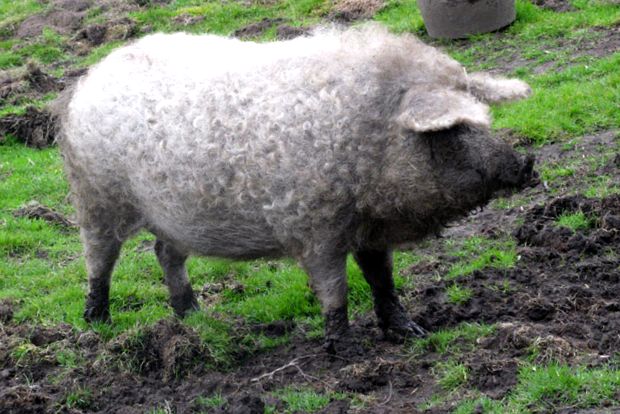 Enciclopedia Animalelor Porci porc