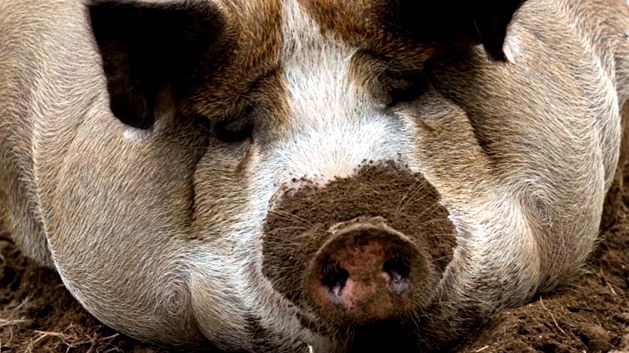 Enciclopedia Animalelor Porci porc