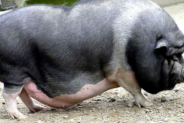 Enciclopedia Animalelor Porci enciclopedie