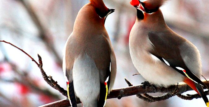 Waxwing animals Enciclopedia animalelor enciclopedie