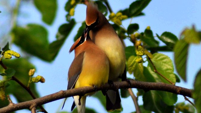 Waxwing animals Enciclopedia animalelor animal